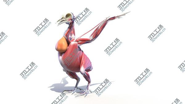 images/goods_img/20210312/3D Pigeon/3.jpg
